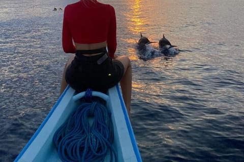Excursion en bateau – Observation des dauphins à Mahdia