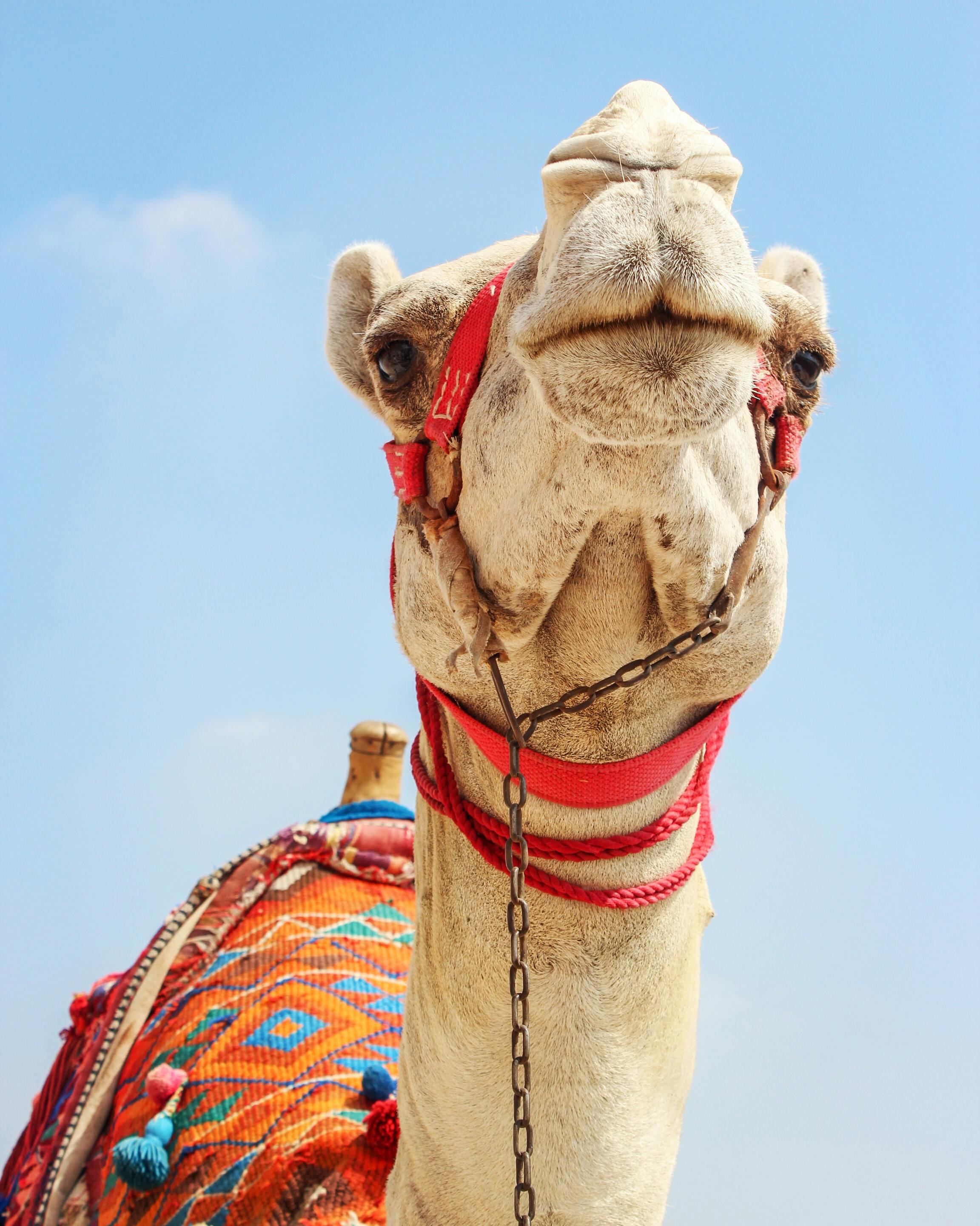 Camel Ride Experience in Mahdia